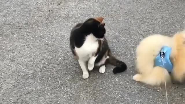 Cat and dog funny fight