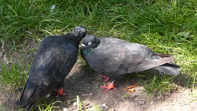 Pigeon video very amazing