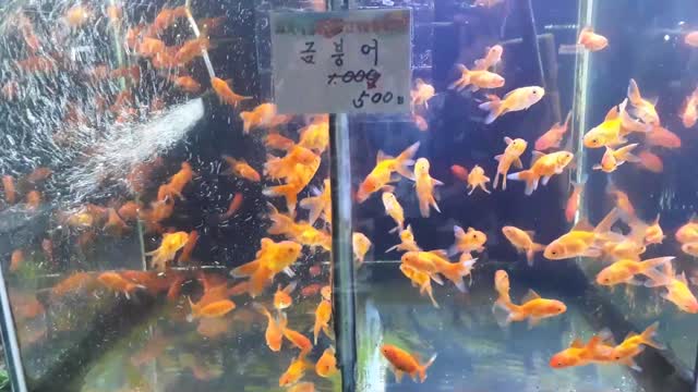 Beautiful Fish Sale in the market