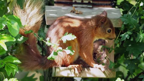 Red Squirrel Feeding