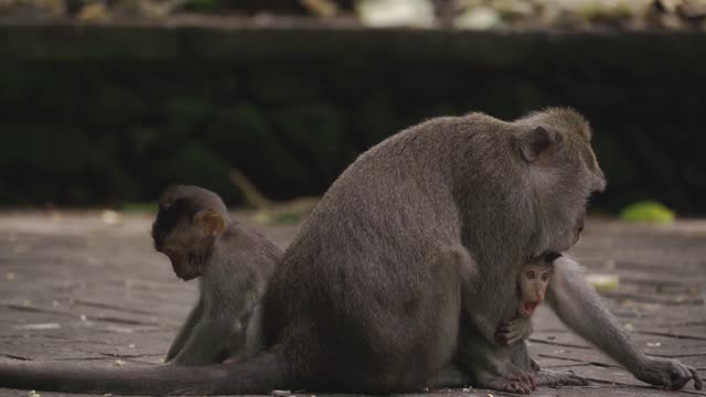 baby monkey cute !!