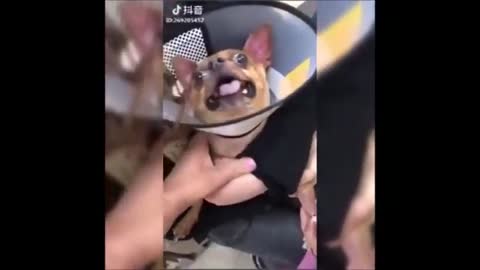 Funny Dog Injection videos - Dog Injection Funny Compilation..2021