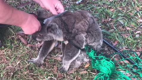 Koala Cut Free From Nylon Fence