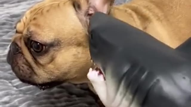 .Epic battle_ dog vs shark