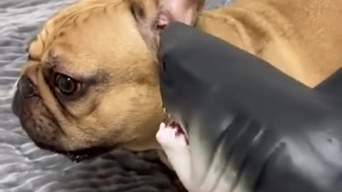 .Epic battle_ dog vs shark