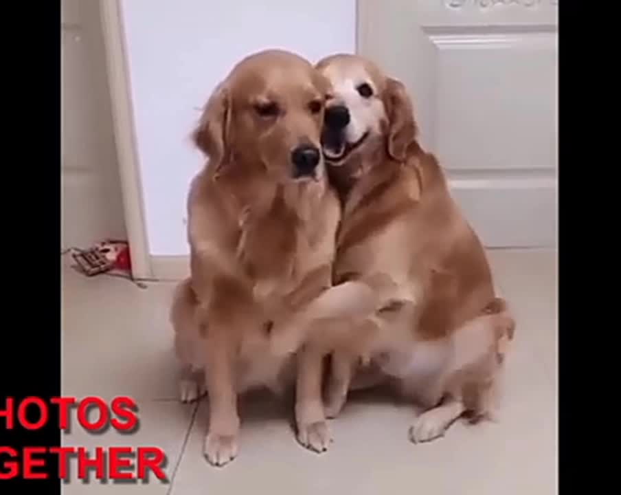 Funny and cute baby dog's compilation | cute dog video compilation.