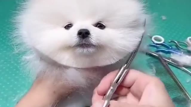 Cute puppy