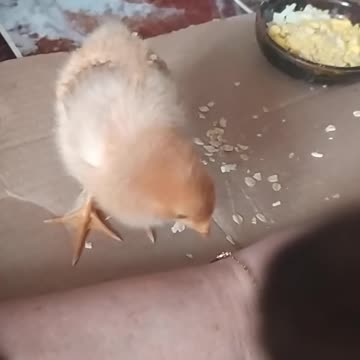 Goldi the chicken likes gold!