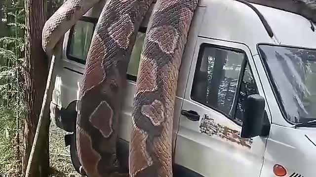 a large conda cub snake coiled in a car