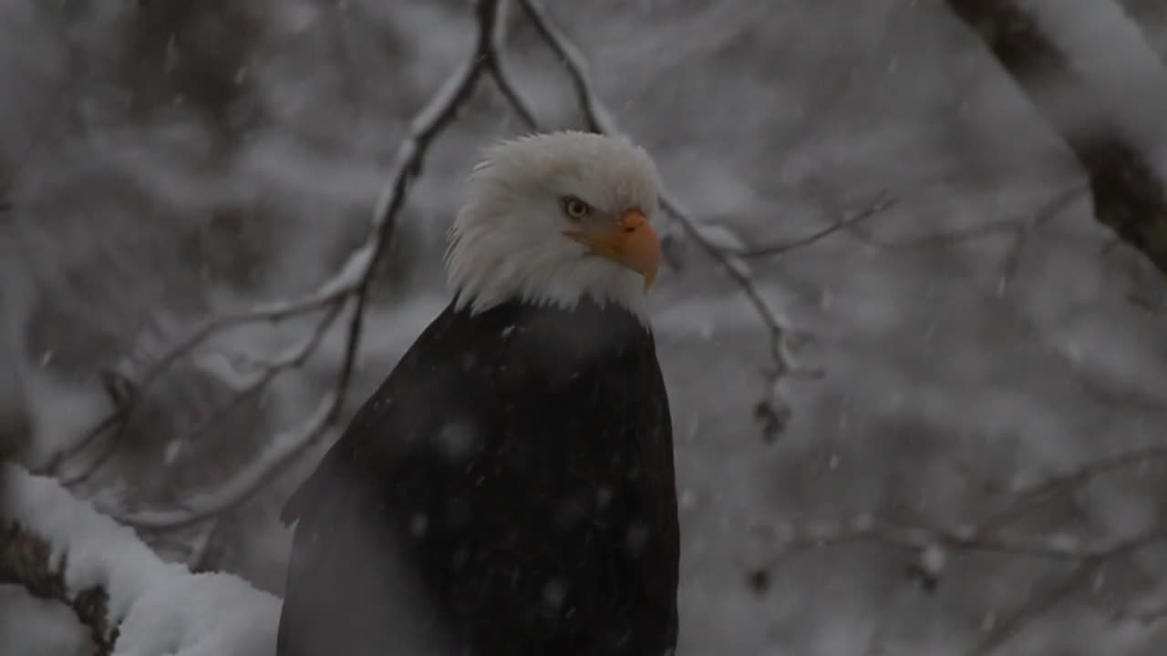 Bald Eagles navigate through snow storm to hunt