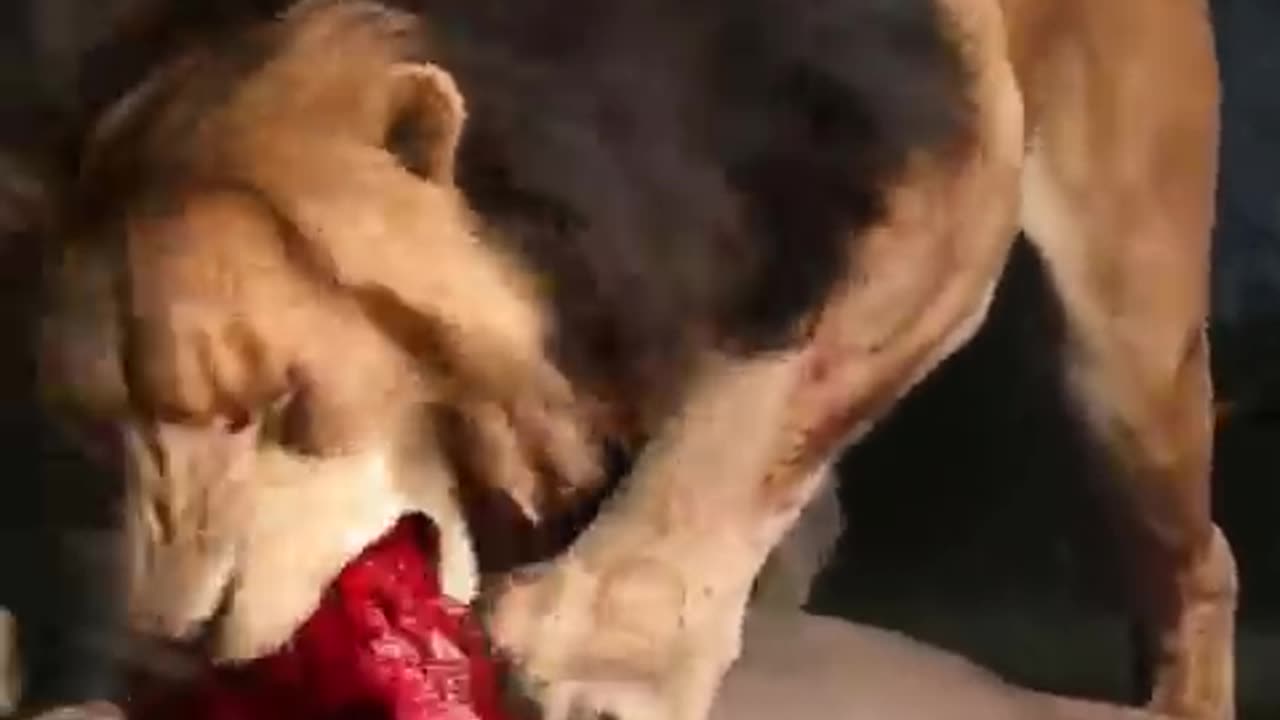 Simba vs Scare