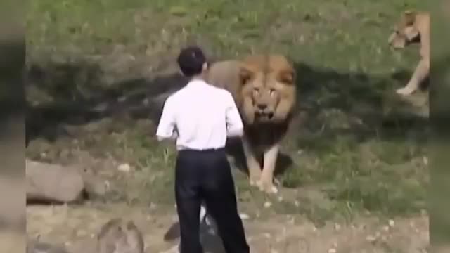 Rare animal attack scenes cought on camera