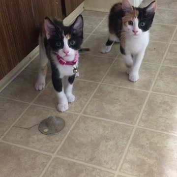 Kittens plays with tub drain