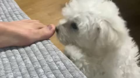 So cute baby Bichon is about to bite my toes. It's dangerous! My heart...