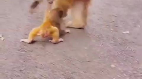 Best Funny Monkey Videos, #38 Cute Baby Monkey, Monkey Happy Family,