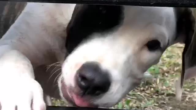 My Pitbull almost got stuck in the gate!