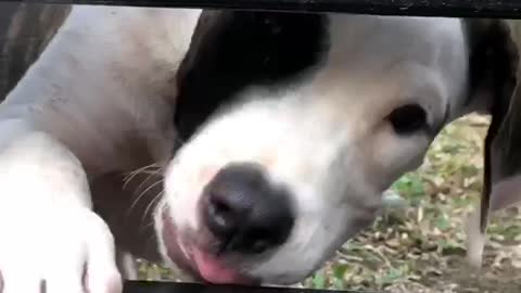 My Pitbull almost got stuck in the gate!