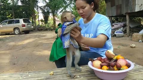 The Monkey Escape from Chicken Mom Attack