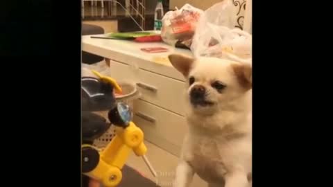 Cute and adorable dog||Pet lovers