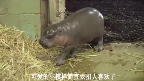 hippo bathing