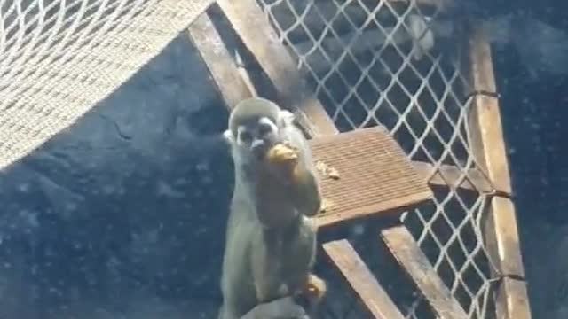 The monkey is eating something