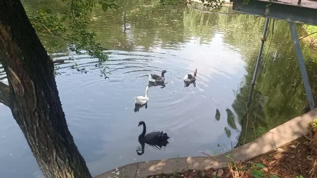 Four swans swimming in the water