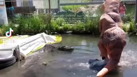 Guy in dinosaur costume gets in crocodile enclosure.