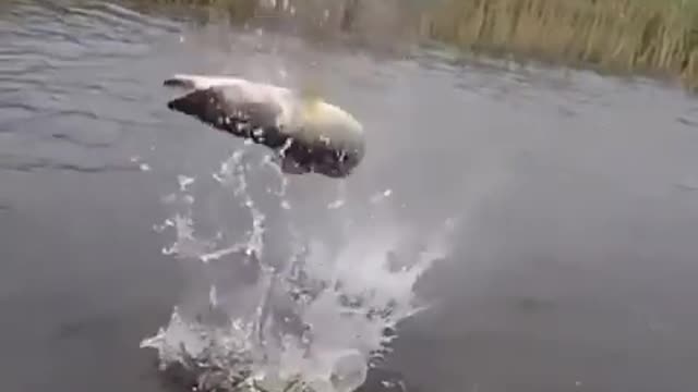 Amazing fish video