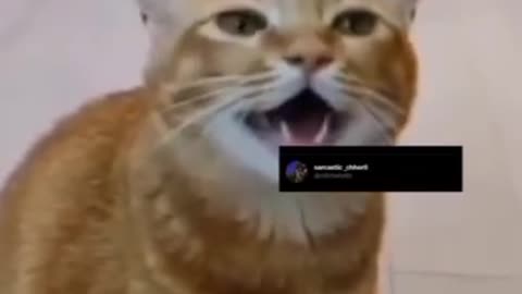 Funny Cat Try Not To Laugh