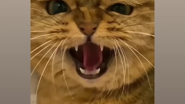 Cat singe