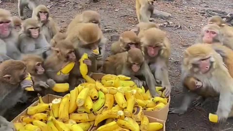 Funny monkey video