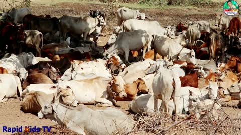 Cow Relaxing Video | Cow Videos | More Cows Video for Kids