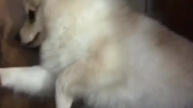 Music hello darkness pulls out white pomeranian dog out from under couch