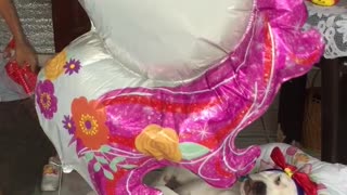 Dog Sleeps in Baby Cradle