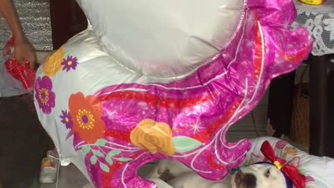 Dog Sleeps in Baby Cradle