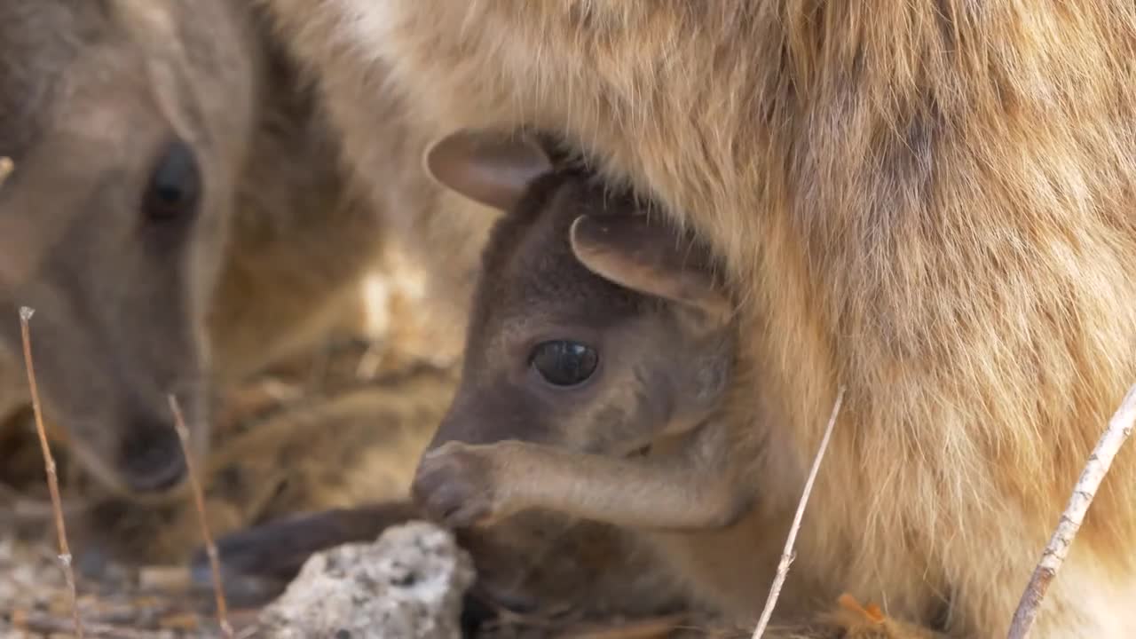 Cute Joey rock wallaby marsupial kangaroo animal Australia