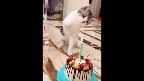 Funny And Cute Cat'S Life (Part 11) Cats And Owners Are The Best Friends Videos