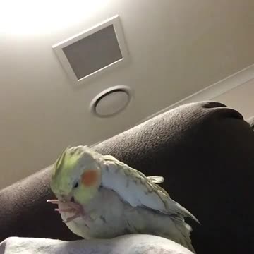 The cockatiel bird plays with its leg in a funny way