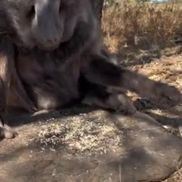 Go Away! LOL (Funny)