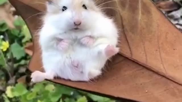 Cute hamster