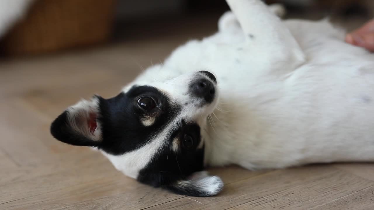 A dog playing with his friend how fun it is