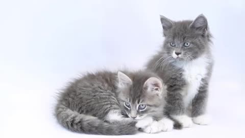 Cute Kittens Videos Compilation