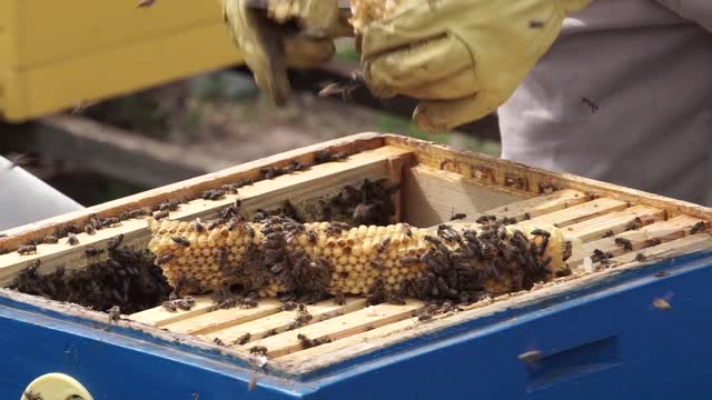 person using the bee smoker on the honey bees wooow