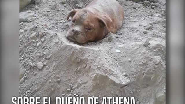 Athena, la perrita que fue enterrada viva por su dueño