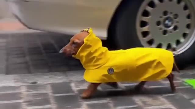 Very cute
