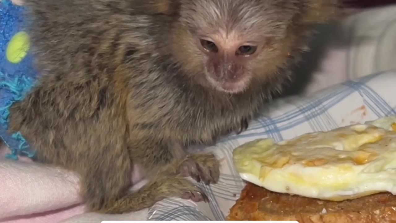 Marmoset Monkey Eating Eggs Before Bedtime