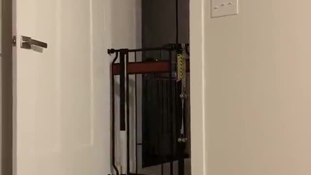 High Flying Pup Hurdles Gate