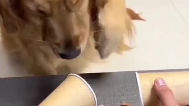 cute funny dog prank