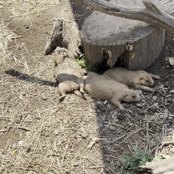 Prairie Dogs Just Hangin'