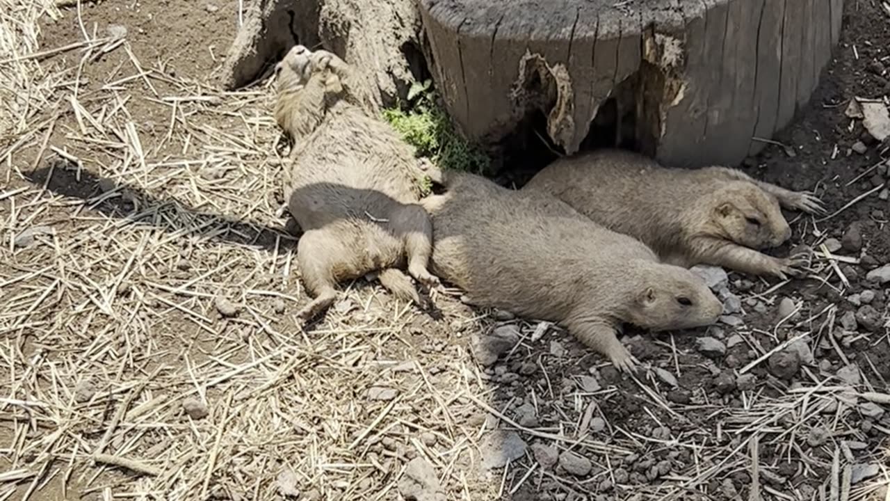 Prairie Dogs Just Hangin'